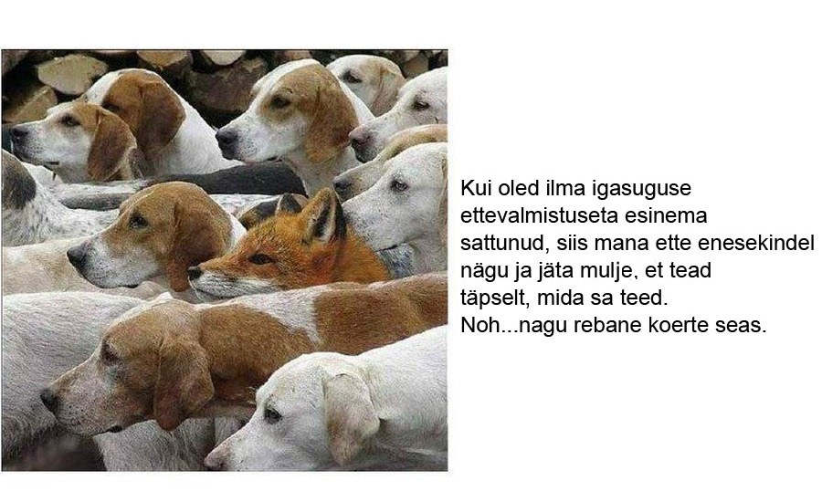 Nagu rebane koerte seas